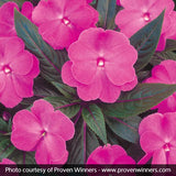 Infinity&reg; Blushing Lilac Impatiens