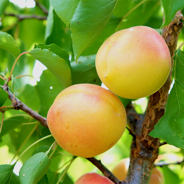 White Knockout Apricot Tree