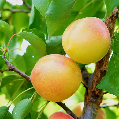 White Knockout Apricot Tree