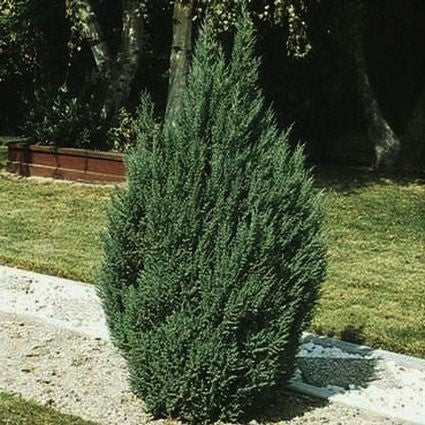 Blue Point Juniper