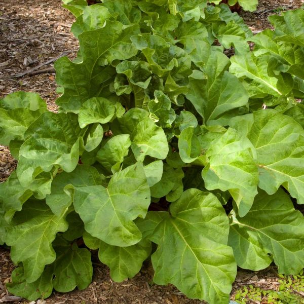 Chipmans Canada Red Rhubarb Plant