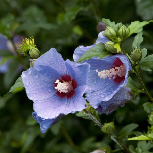 Blue Bird Rose of Sharon