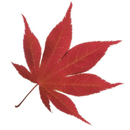 Fireglow Japanese Maple