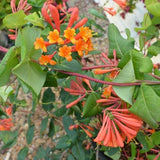 Dropmore Scarlet Honeysuckle Vine