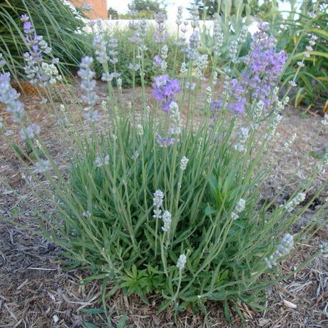 English Munstead Lavender