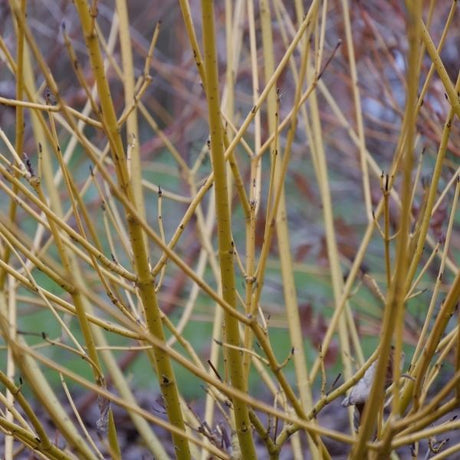 Arctic Fire&reg; Yellow Red-Osier Dogwood