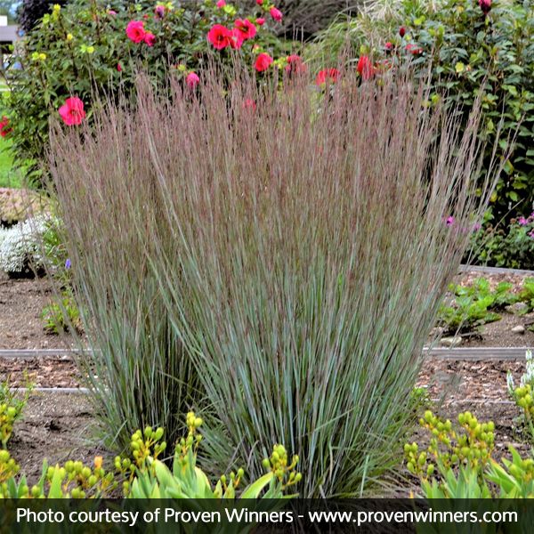 Prairie Winds Blue Paradise Little Bluestem