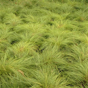 Dwarf Prairie Dropseed