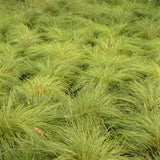 Dwarf Prairie Dropseed