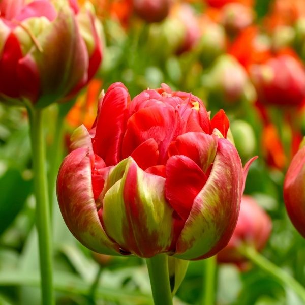 Bombastic Red Tulip