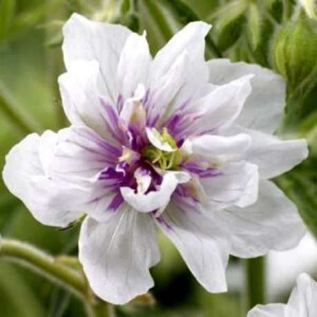 Double Jewel Geranium