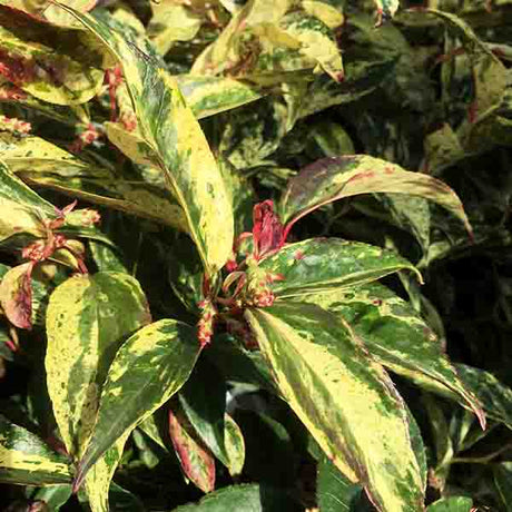 Girard's Rainbow Leucothoe