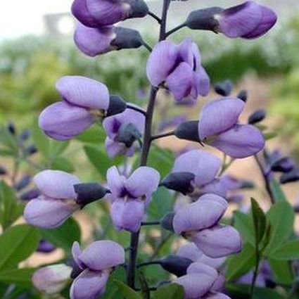 Purple Smoke False Indigo