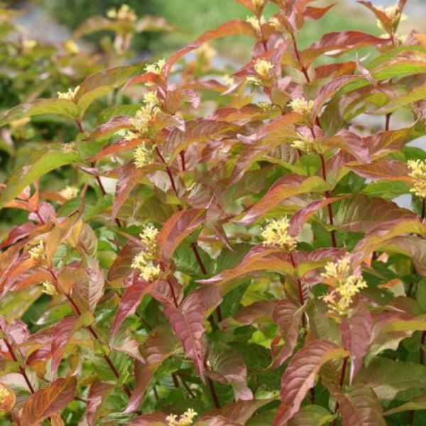 Kodiak&reg; Orange Bush Honeysuckle