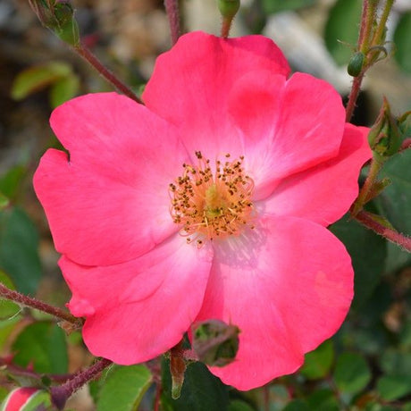 Chuckles Shrub Rose