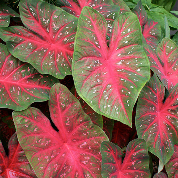 Red Flash Caladium