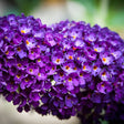 Buzz&trade; Midnight Butterfly Bush