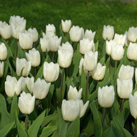 White Prince Tulip