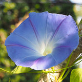 Heavenly Blue Morning Glory