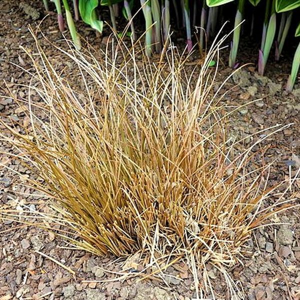 Fox Red Curly Sedge