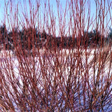 Flame Willow Tree