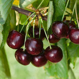 Blackgold&reg; Sweet Cherry Tree