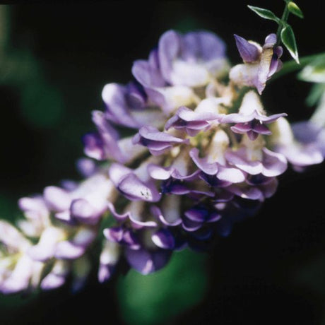 Aunt Dee Wisteria