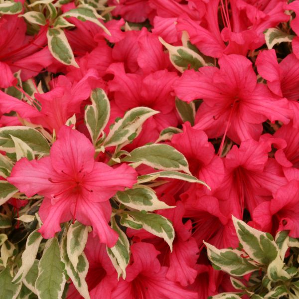 Bollywood&reg; Azalea