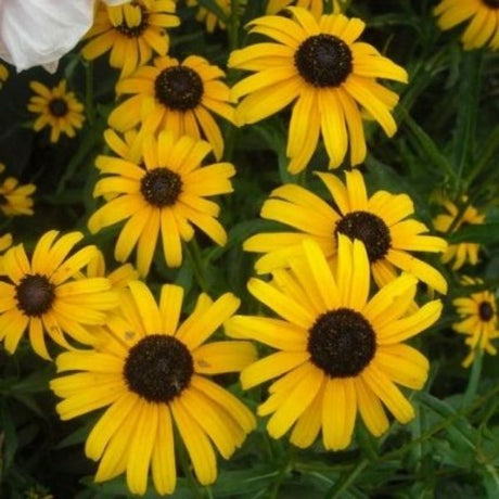 Viettes Little Suzy Black-Eyed Susan