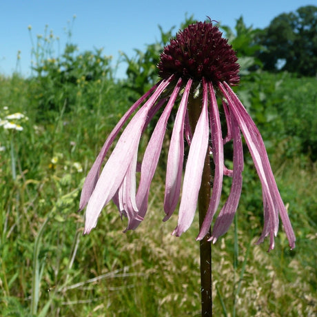 Pale Purple Coneflower