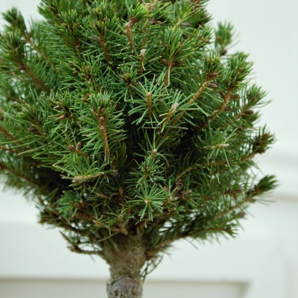 Dwarf Alberta Spruce Pom Pom Topiary