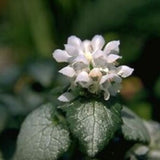 Lamium White Nancy