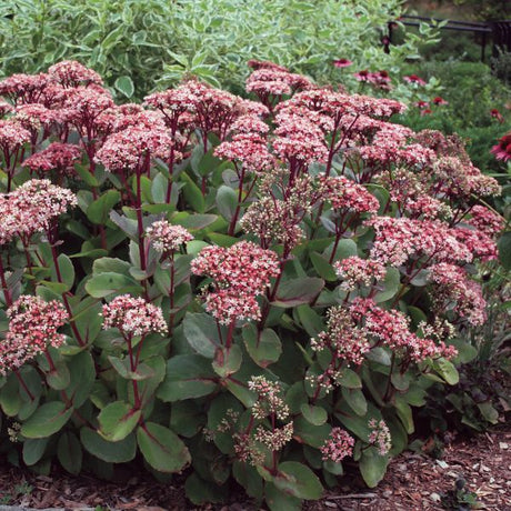 Sedum Matrona