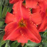 Alabama Jubilee Daylily