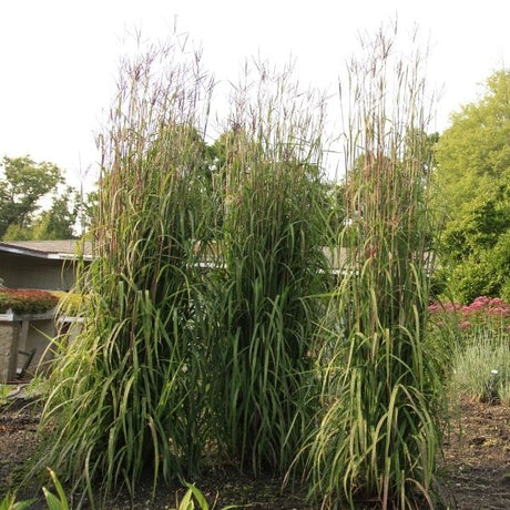 Karl's Cousin&reg; Big Bluestem