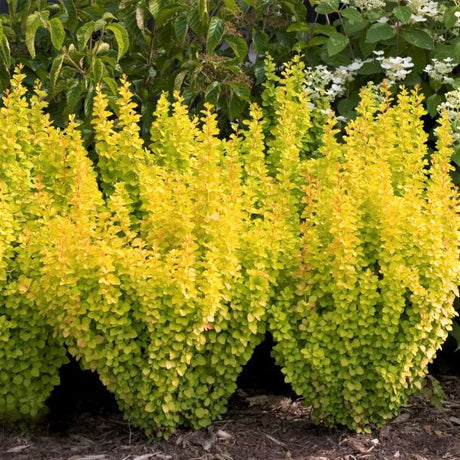 Proven Winners? Sunjoy? Gold Pillar Barberry