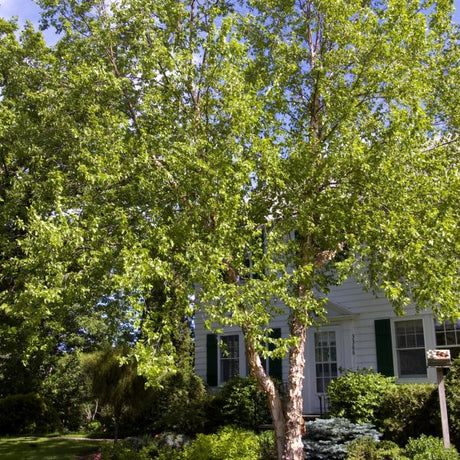 Heritage Birch Tree