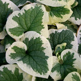 Variegata Brunnera