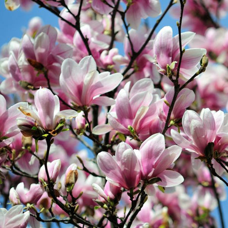 Alexandrina Saucer Magnolia