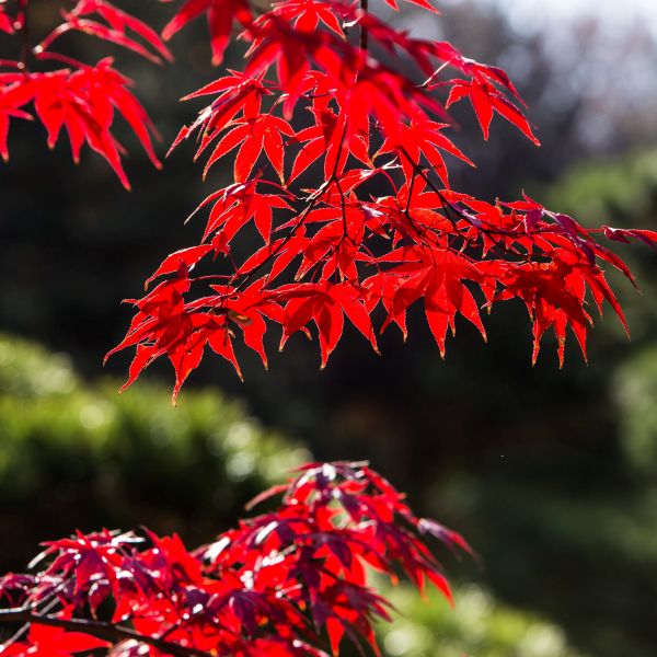 Fireglow Japanese Maple