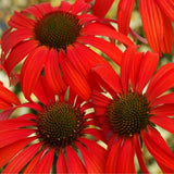 PRAIRIE STARS&trade; Tomato Soup Coneflower