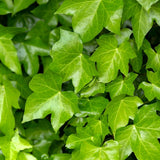 Baltic Ivy