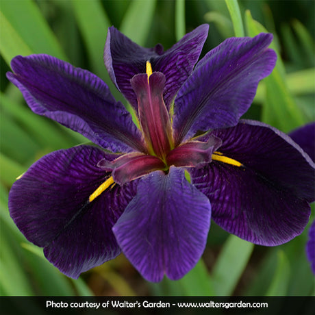 Iris Black Gamecock