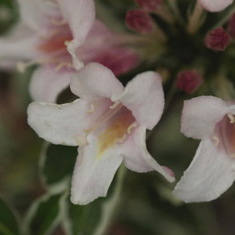 Variegated Weigela