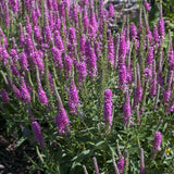 Red Fox Speedwell Veronica