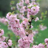 Double Flowering Plum Tree