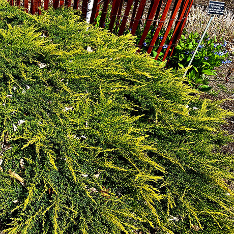 Daub's Frosted Juniper