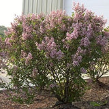 Tinkerbelle&reg; Lilac