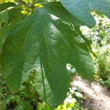 Sassafras Tree