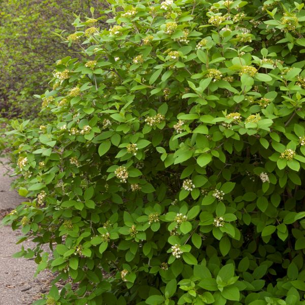 Emerald Triumph Viburnum